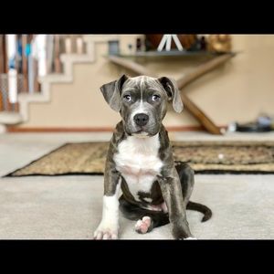 Meet your Posher, Barry